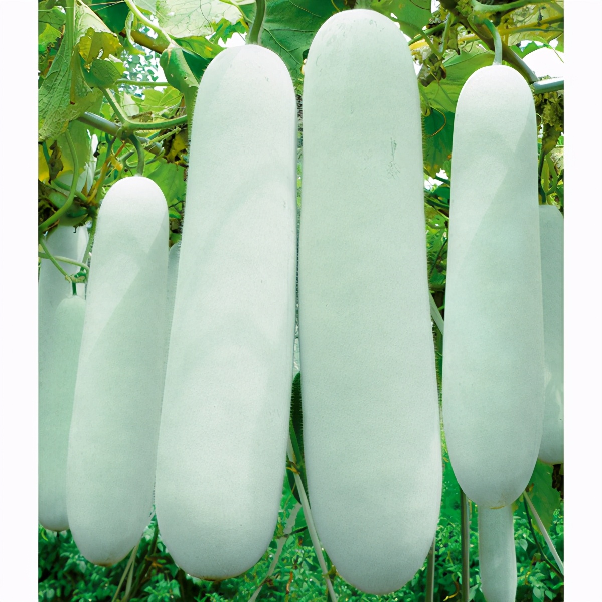 這個冬瓜品種放1年不壞，口感脆甜，多年科研就為打造這1個爆品