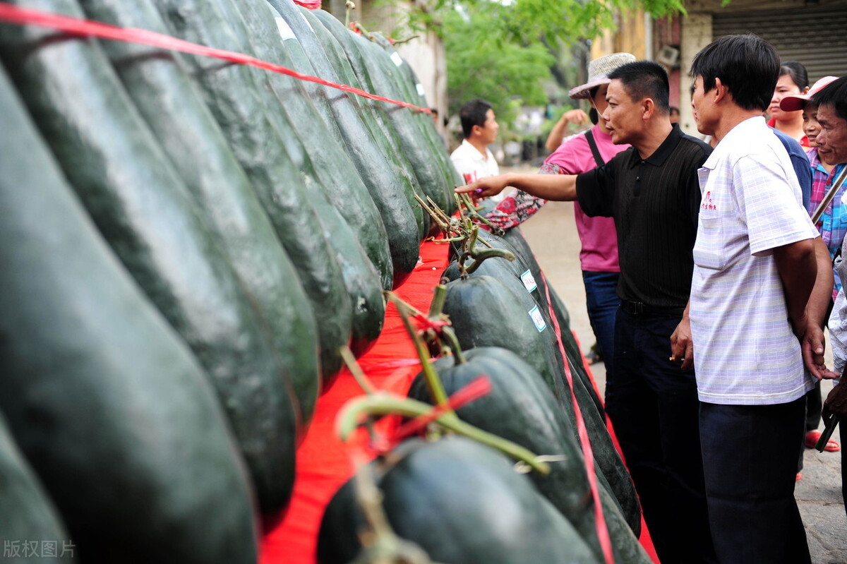 這個冬瓜品種放1年不壞，口感脆甜，多年科研就為打造這1個爆品
