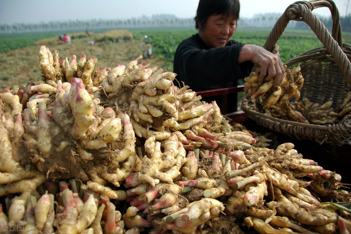 時隔三年，向錢蔥、姜你軍又來了，心動了嗎？來年你會換品種嗎？