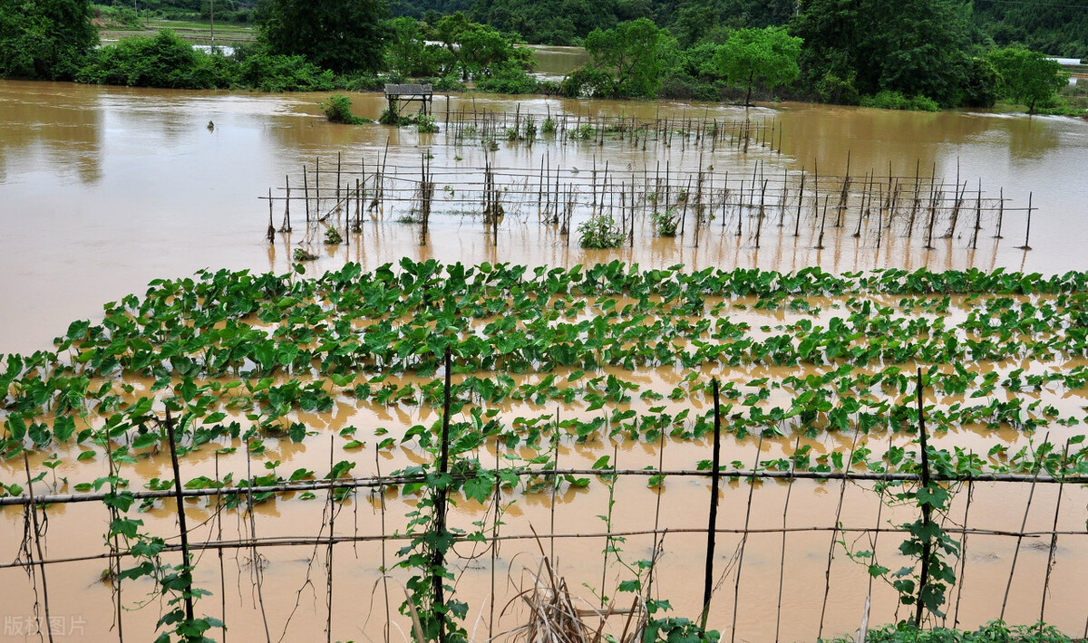 時隔三年，向錢蔥、姜你軍又來了，心動了嗎？來年你會換品種嗎？