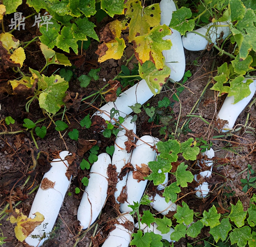 畝產(chǎn)值可達(dá)3萬元的冬瓜終上市，21年科研沉淀成就它