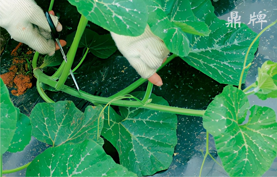 種這種綠葉菜，栽培輕松，畝產(chǎn)值過萬元，菜農(nóng)表示很劃算