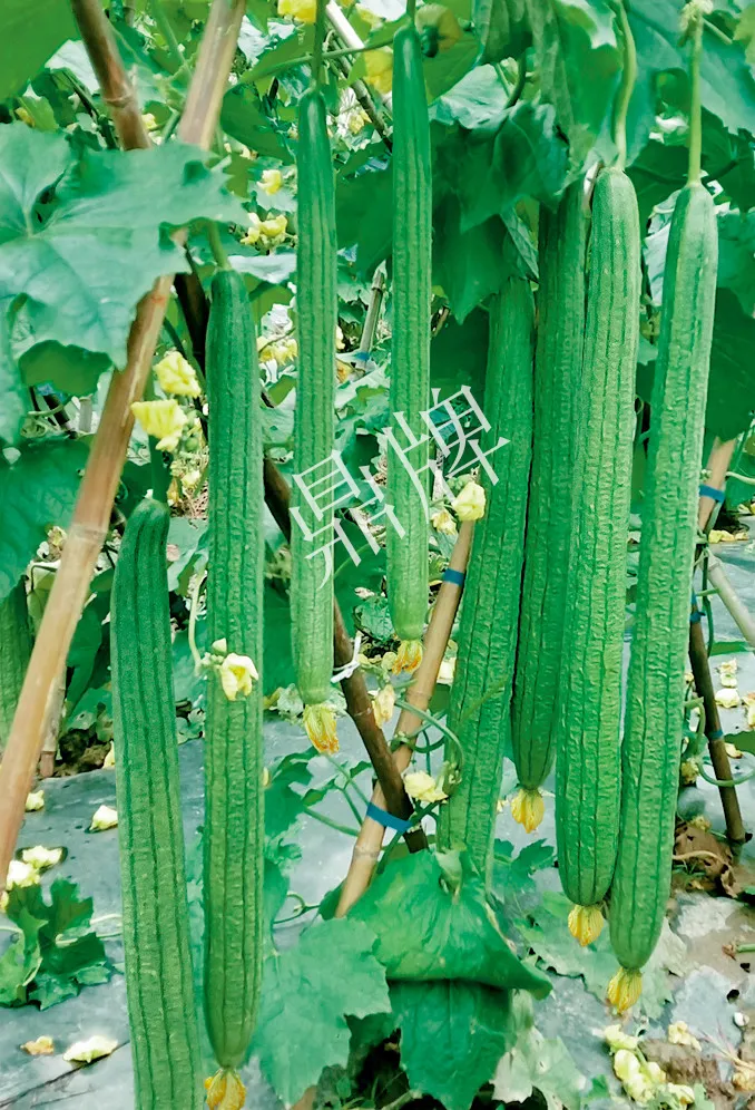 它是絲瓜種植戶的新選擇，節(jié)節(jié)有瓜，瓜長而不彎曲