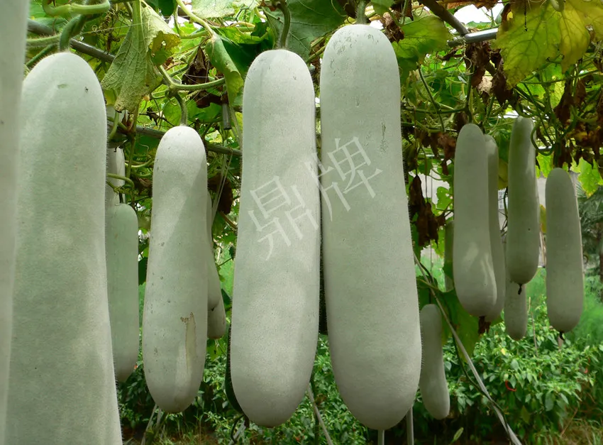 這個(gè)品種太優(yōu)秀了！耐儲(chǔ)耐運(yùn)，適合大面積種植，菜農(nóng)瓜販都喜歡