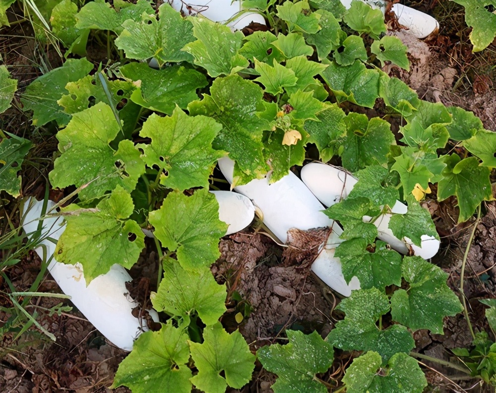 這個(gè)品種太優(yōu)秀了！耐儲(chǔ)耐運(yùn)，適合大面積種植，菜農(nóng)瓜販都喜歡