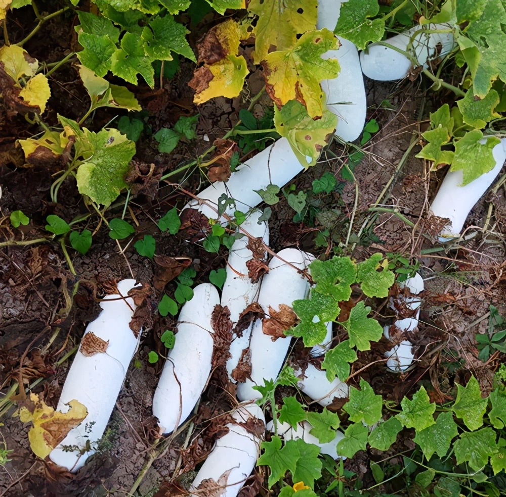 這個(gè)品種太優(yōu)秀了！耐儲(chǔ)耐運(yùn)，適合大面積種植，菜農(nóng)瓜販都喜歡