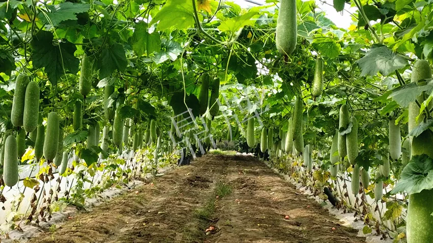 什么品種的冬瓜按個(gè)買？?jī)r(jià)格是同期黑皮冬瓜五倍