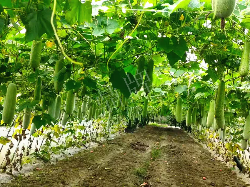 什么品種的冬瓜按個(gè)買？?jī)r(jià)格是同期黑皮冬瓜五倍