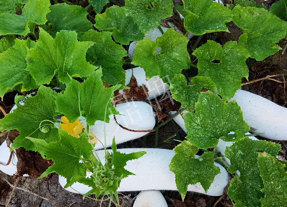 什么品種的冬瓜按個(gè)買？?jī)r(jià)格是同期黑皮冬瓜五倍