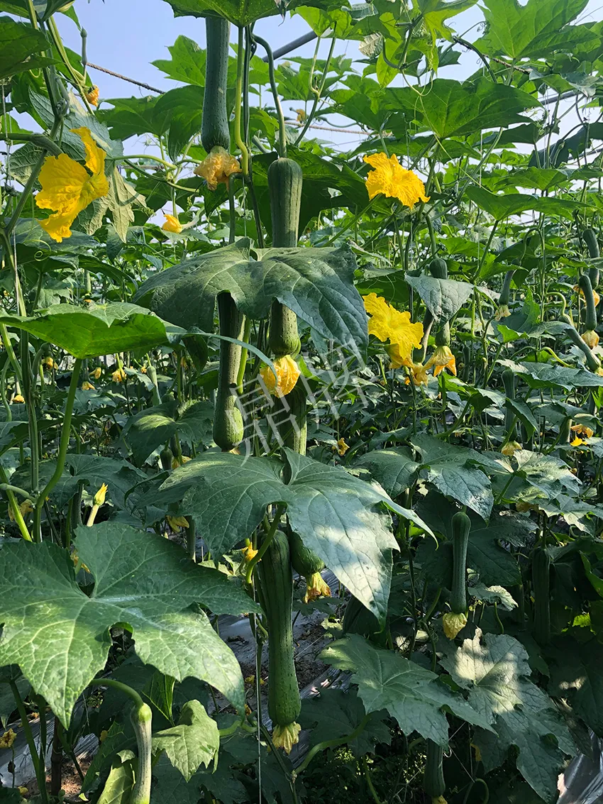 這個(gè)絲瓜怎么種都優(yōu)秀！賣(mài)價(jià)和產(chǎn)量都很高