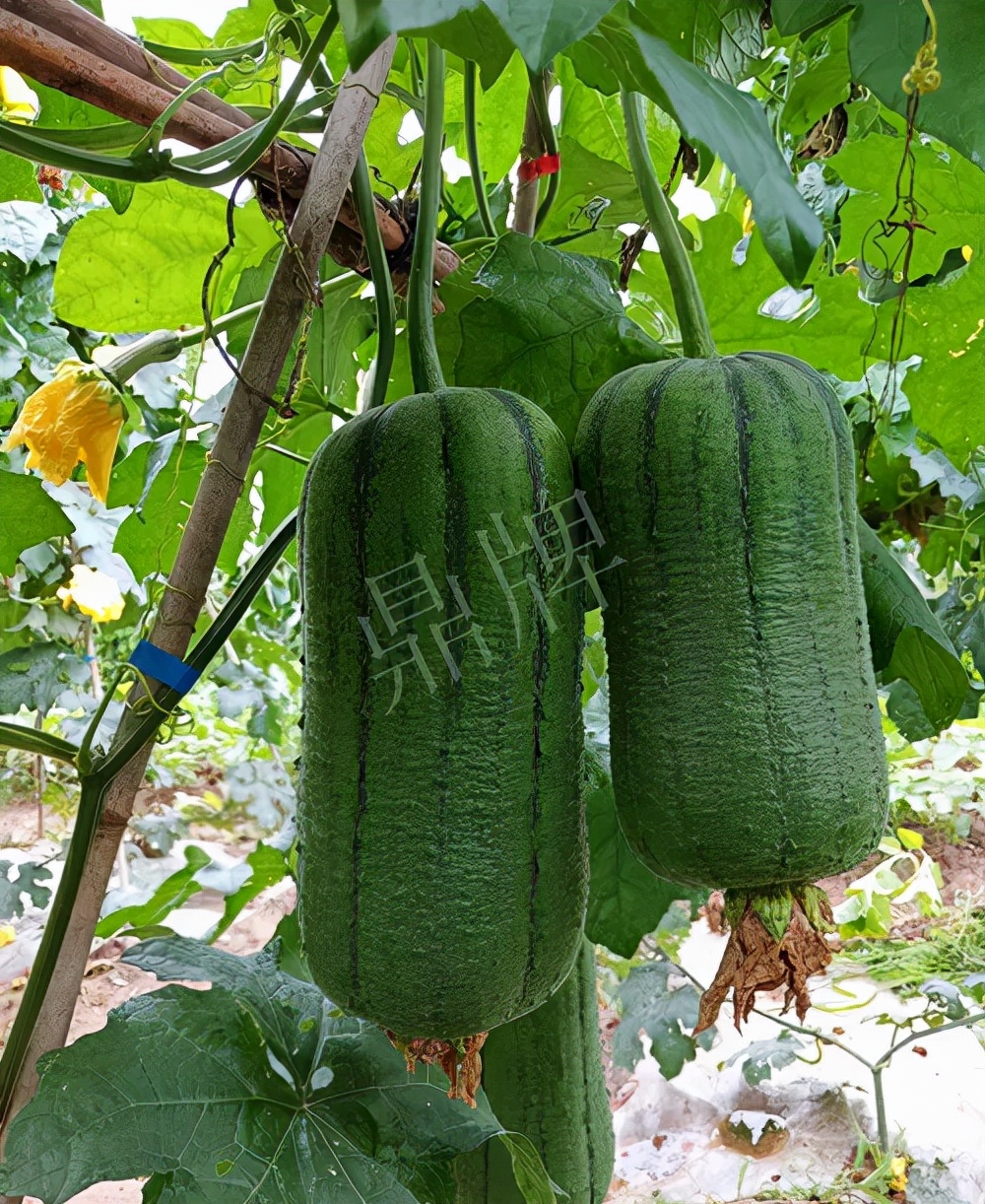 臺(tái)州的曾方明試種新品種，畝收入超過6萬元