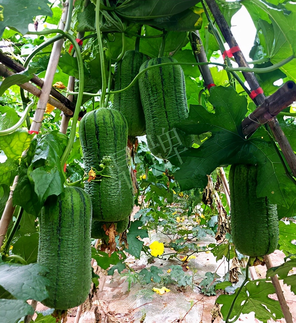 臺(tái)州的曾方明試種新品種，畝收入超過6萬元