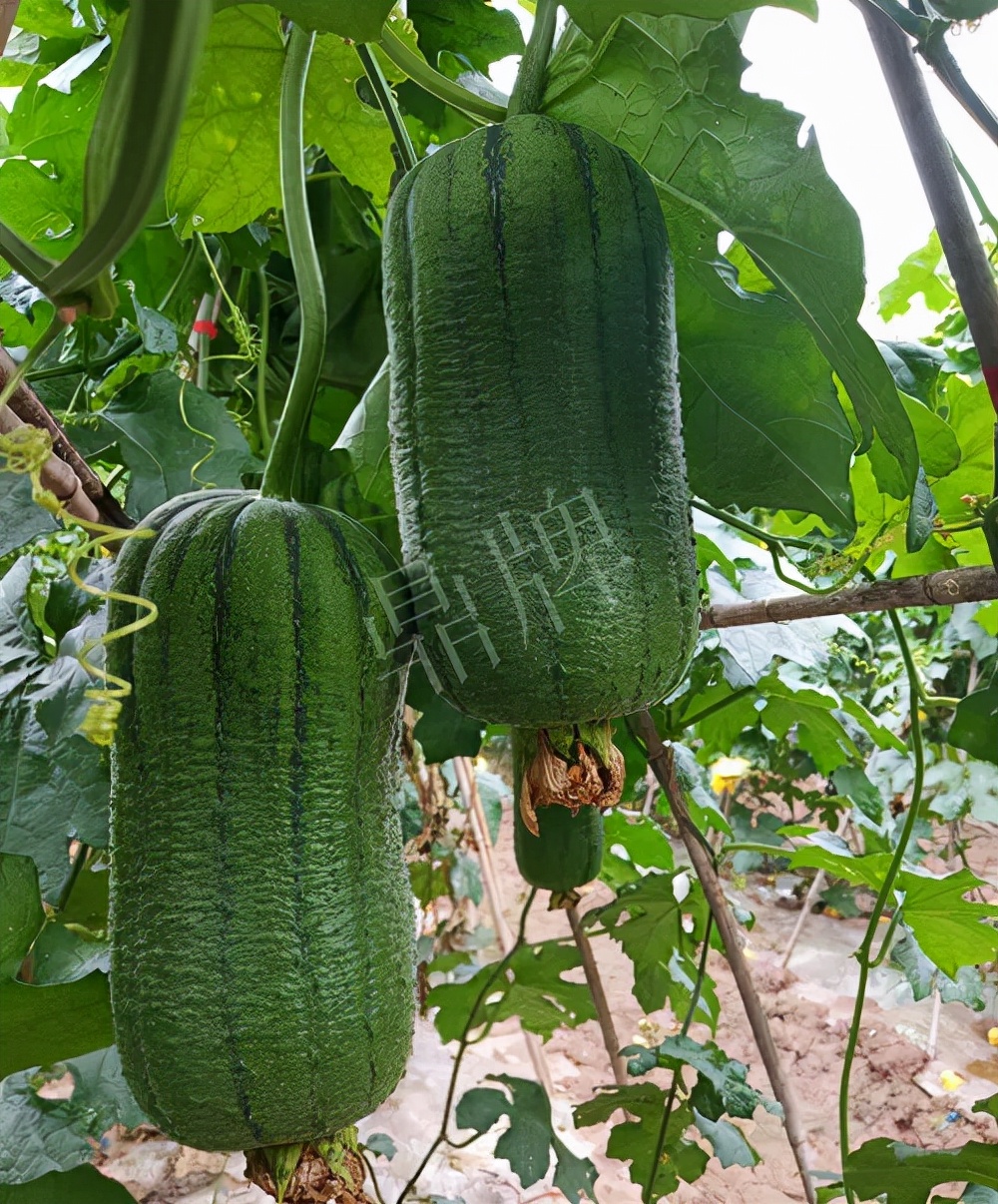 臺(tái)州的曾方明試種新品種，畝收入超過6萬元