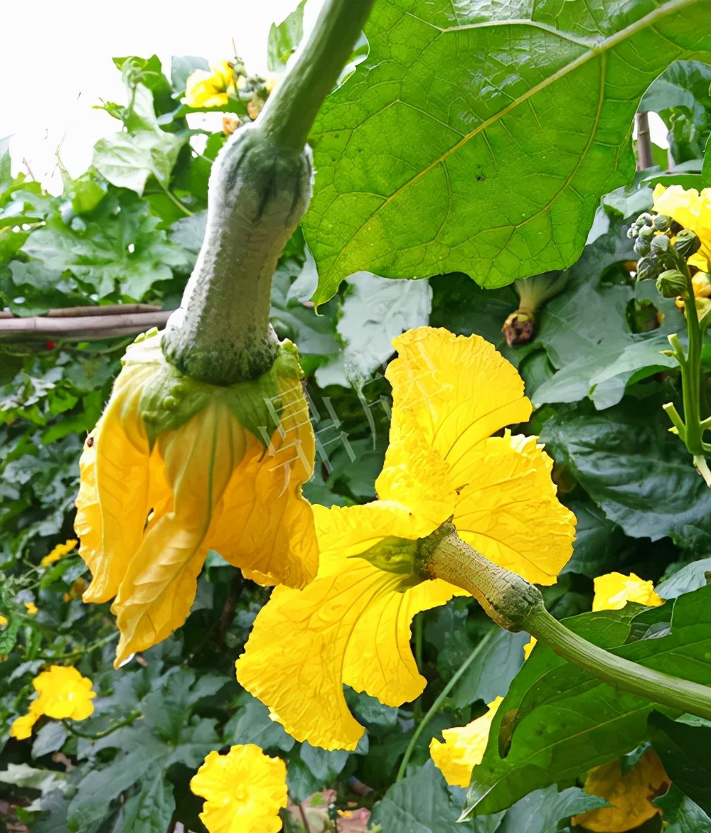 臺(tái)州的曾方明試種新品種，畝收入超過6萬元