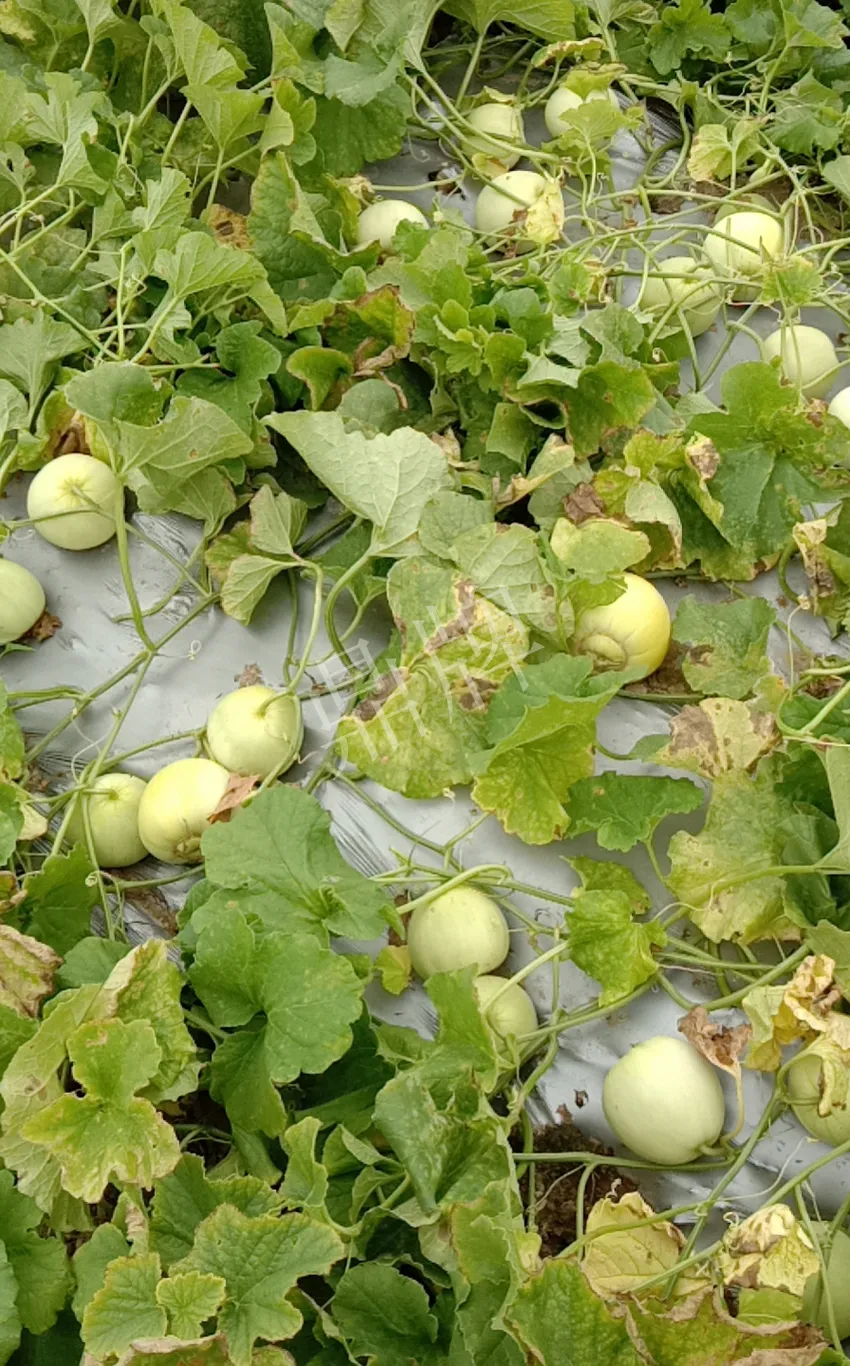 其他品種的甜瓜2塊1斤都賣不動，我的玉奶香2號甜瓜2塊5直接搶