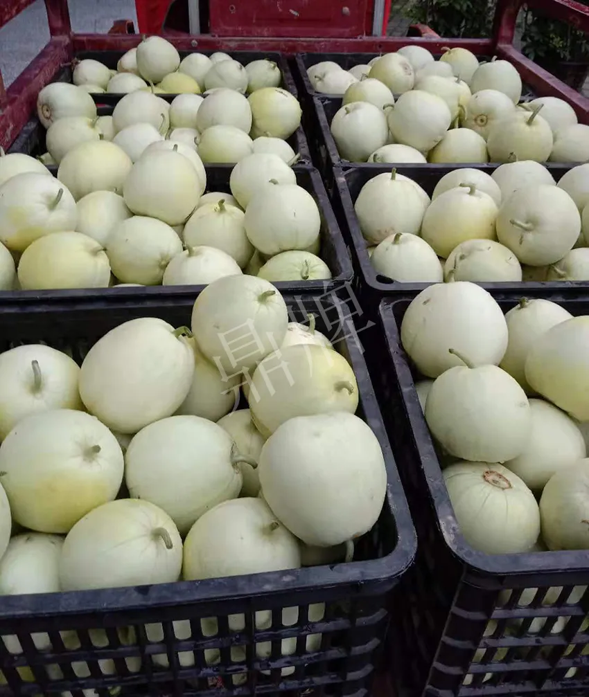 其他品種的甜瓜2塊1斤都賣不動，我的玉奶香2號甜瓜2塊5直接搶