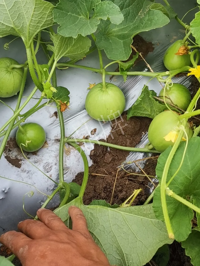 其他品種的甜瓜2塊1斤都賣不動，我的玉奶香2號甜瓜2塊5直接搶