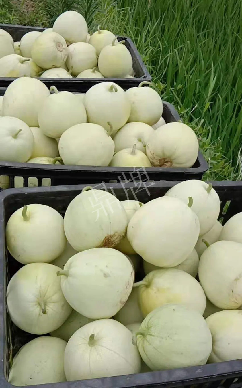 其他品種的甜瓜2塊1斤都賣不動，我的玉奶香2號甜瓜2塊5直接搶