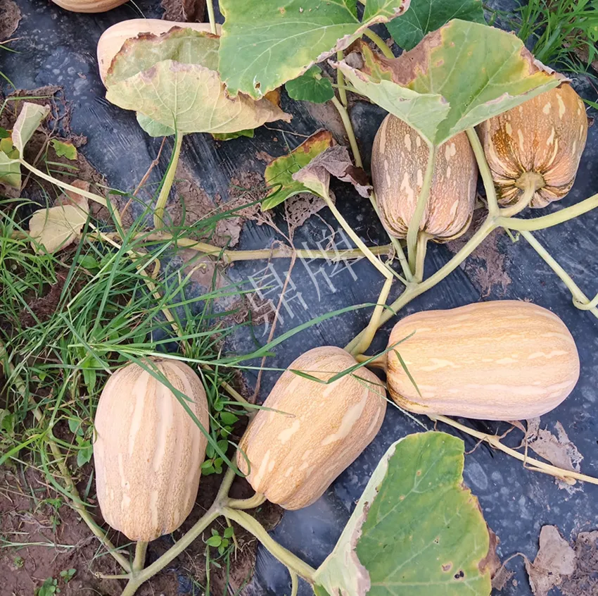 襄陽農(nóng)民“押寶”押對(duì)了，這個(gè)品種幫他賺了2倍錢