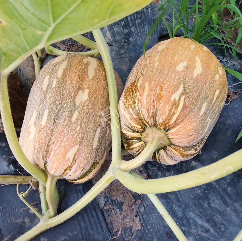 襄陽農(nóng)民“押寶”押對(duì)了，這個(gè)品種幫他賺了2倍錢