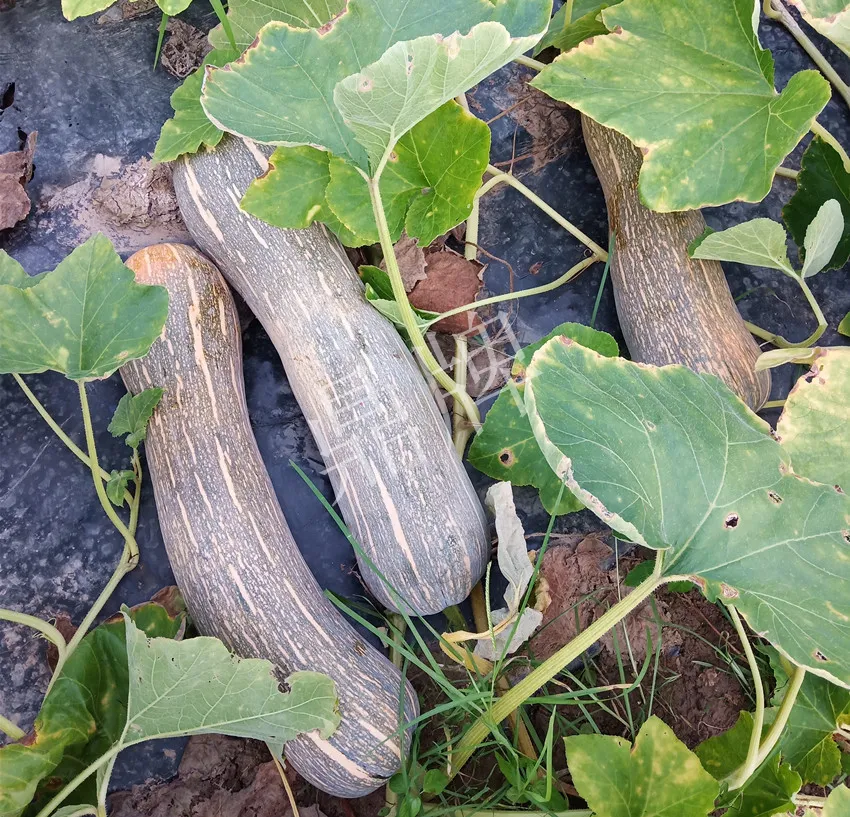 岳陽王大年打工多年，選擇回家種南瓜，今年還增加了50畝地