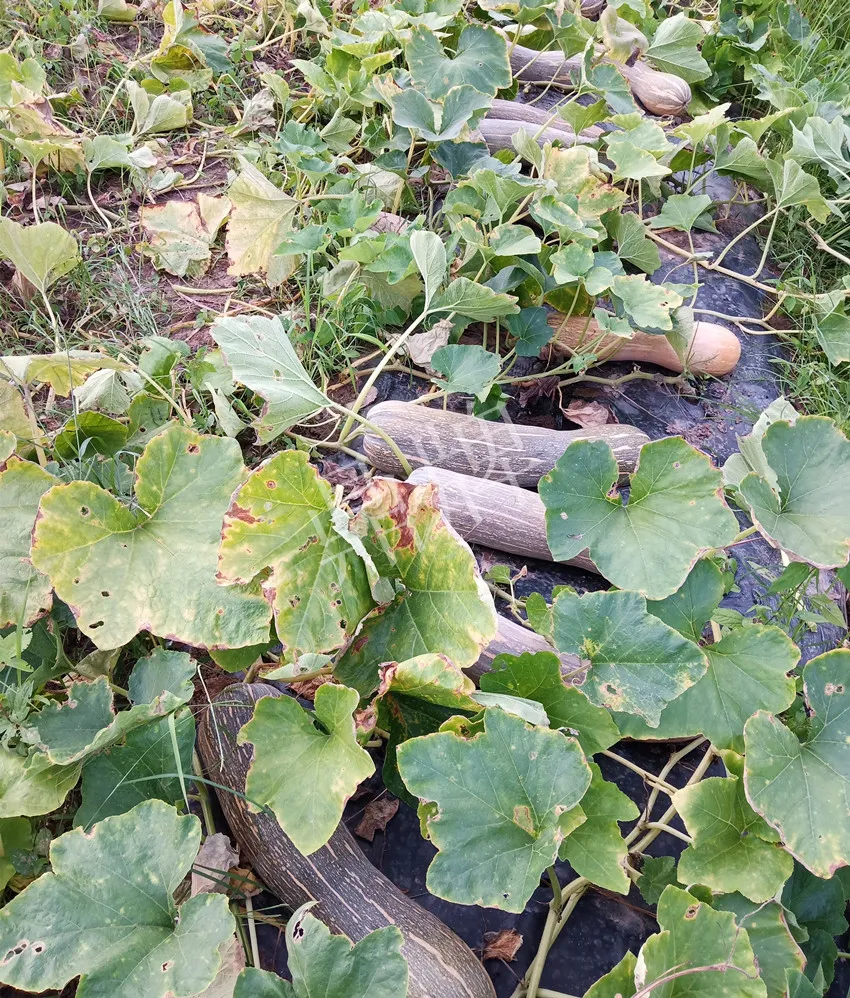 岳陽王大年打工多年，選擇回家種南瓜，今年還增加了50畝地