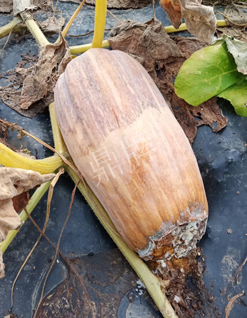 岳陽王大年打工多年，選擇回家種南瓜，今年還增加了50畝地