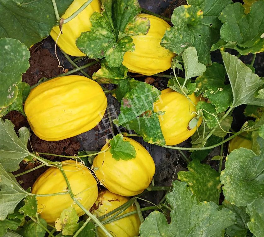 婁底瓜農(nóng)純賺50萬，我這個(gè)“張大膽”榮光了一把