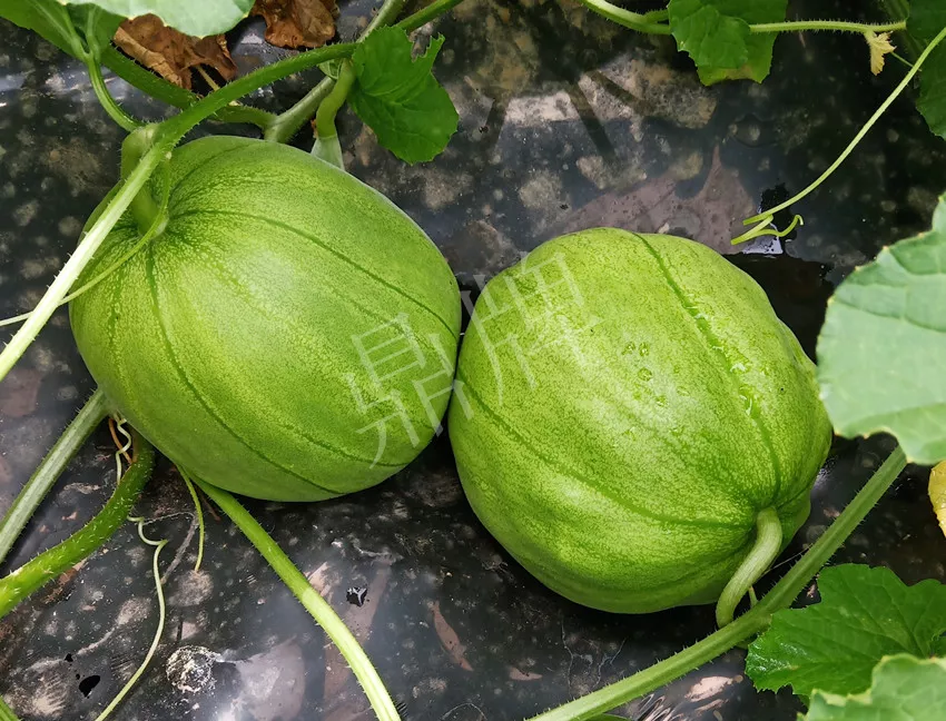 婁底瓜農(nóng)純賺50萬，我這個(gè)“張大膽”榮光了一把