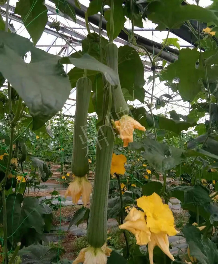 鎮(zhèn)江的何青萍，在法國種植“優(yōu)比1號(hào)”每公斤24元