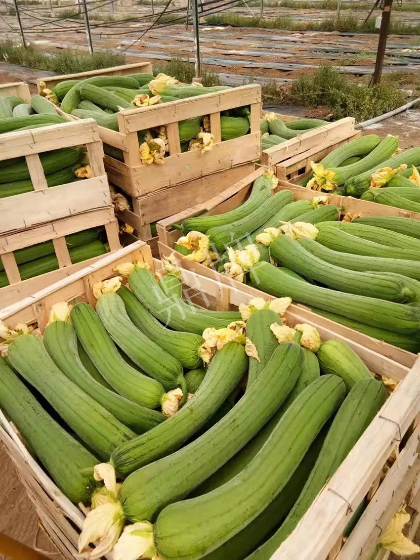 鎮(zhèn)江的何青萍，在法國種植“優(yōu)比1號(hào)”每公斤24元