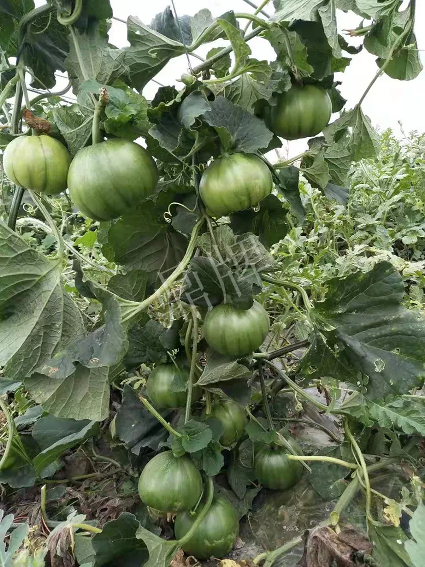 一株坐果15個，6元1斤，好賣得很