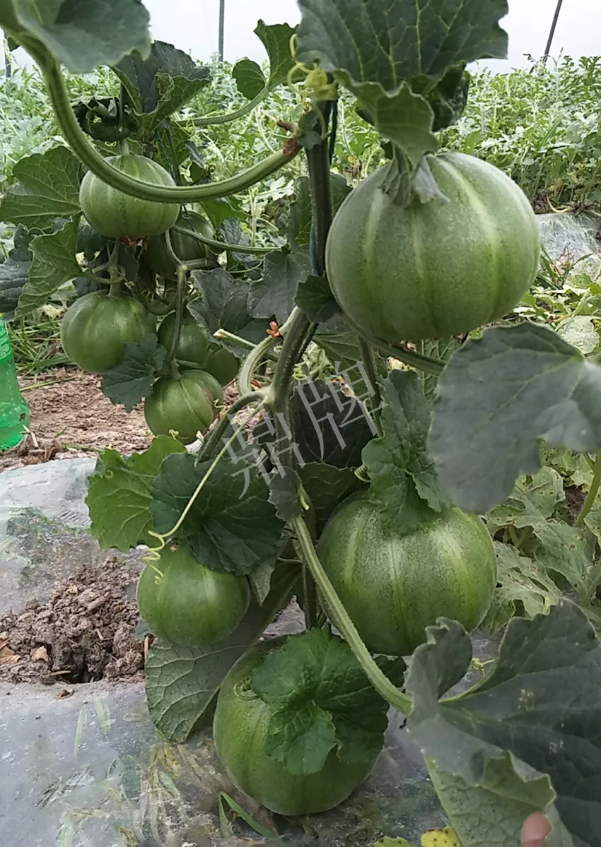 一株坐果15個，6元1斤，好賣得很