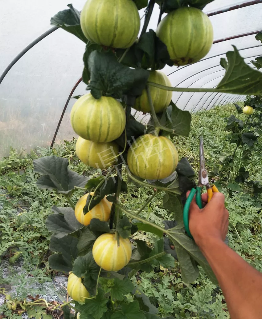 一株坐果15個，6元1斤，好賣得很