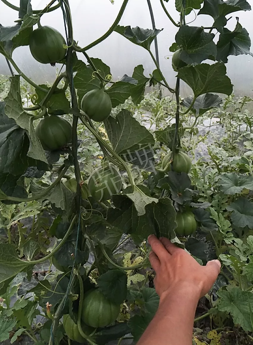 一株坐果15個，6元1斤，好賣得很