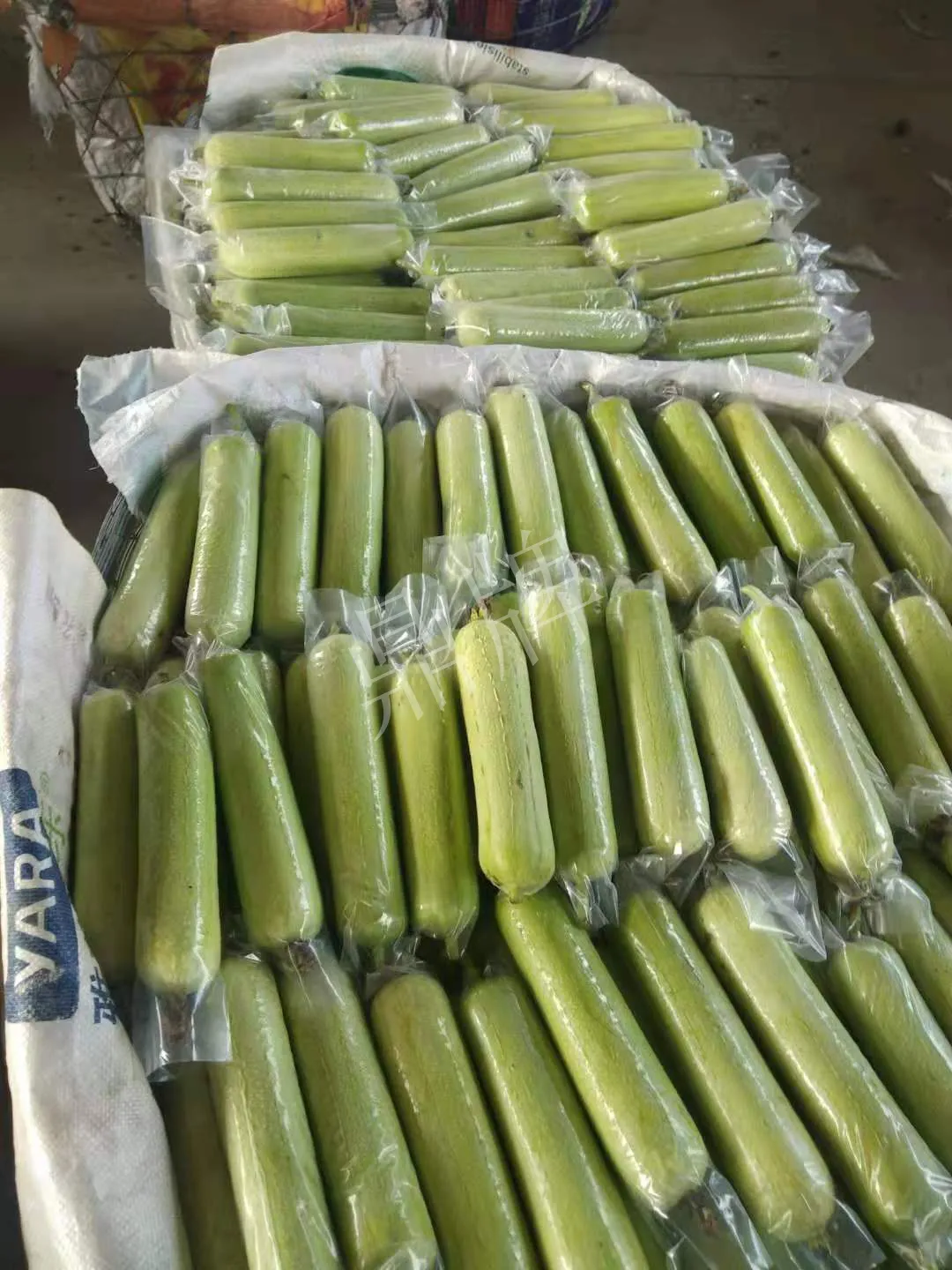 這個(gè)絲瓜每畝能掙3萬(wàn)，沒(méi)種植的農(nóng)戶(hù)后悔得拍大腿