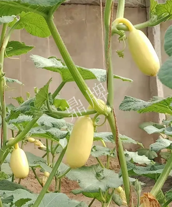 河南3月中旬就上市的“黃金筍瓜”，能買到14元/斤