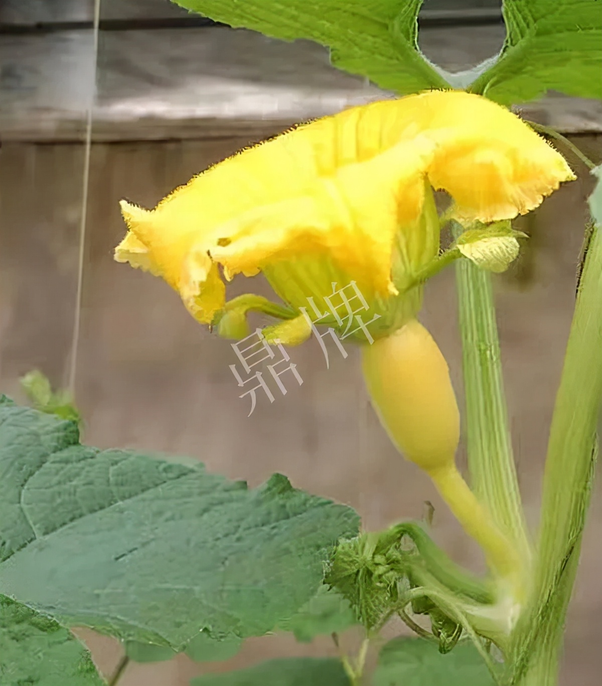 河南3月中旬就上市的“黃金筍瓜”，能買到14元/斤