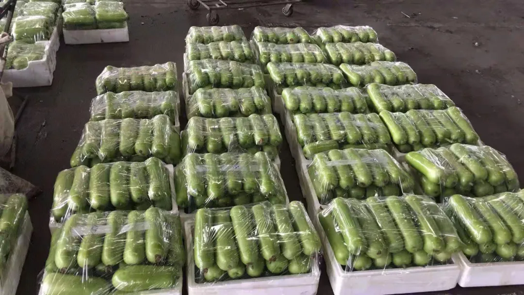 這個品種上市早，價格好！我連續(xù)種了三年，滿意