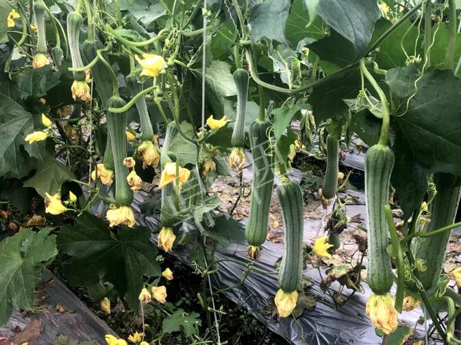 蔬菜種子種植戶客戶點評-這個絲瓜品種，找不到競爭對手……