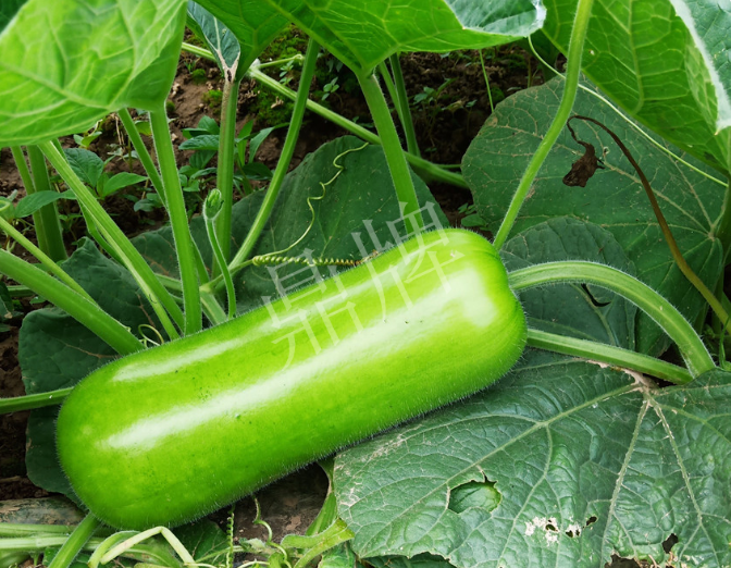 蔬菜種子種植戶客戶點評-牛逼！我露地栽培的瓠瓜，比別人大棚的還早上市！