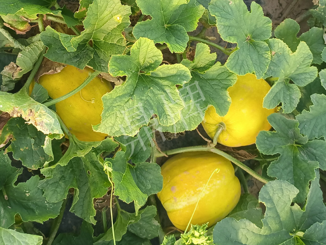 蔬菜種子種植戶客戶點評-種它！種它！高溫季節(jié)就種它！