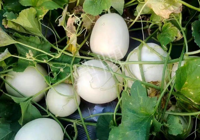 蔬菜種子種植戶客戶點評-巴適，巴適，這個甜瓜太巴適了！