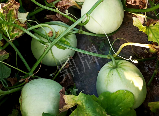 蔬菜種子種植戶客戶點評-種植這個品種，謹(jǐn)防小偷?。?！