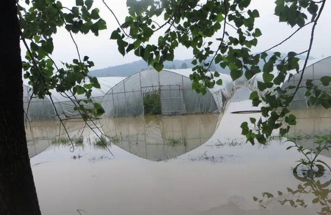 蔬菜種子種植戶客戶點評-可惜了！我的甜瓜被水淹了，還有救嗎？