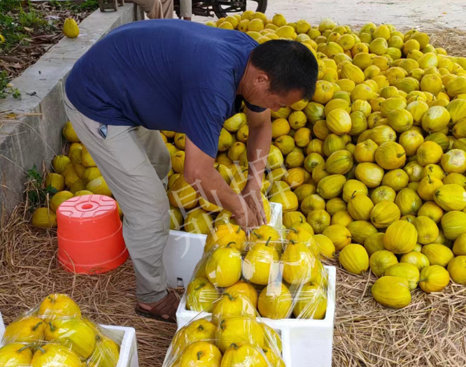 蔬菜種子種植戶客戶點評-這個品種抗性強、口感好，為我的合作社帶來了高收入!