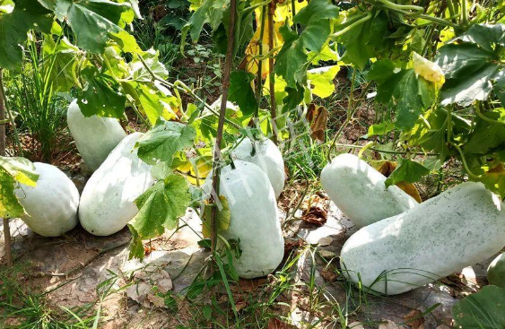 蔬菜種子種植戶客戶點(diǎn)評-驚訝！炎炎烈日下，小孩大聲喊：“大雪球！大雪球……”怎樣一回事？