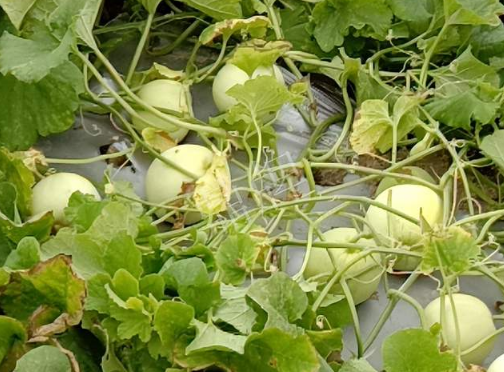 蔬菜種子種植戶客戶點(diǎn)評-種植甜瓜20年，這個品種讓我更省心！