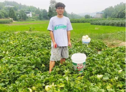 蔬菜種子種植戶客戶點(diǎn)評-甜瓜新品上市，每個賣9元，很暢銷！