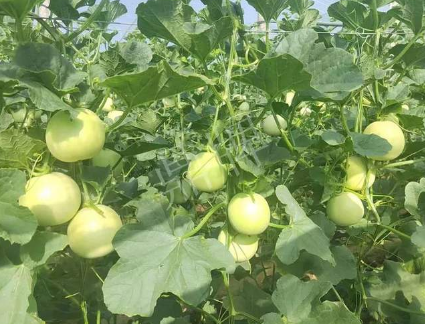 蔬菜種子種植戶客戶點(diǎn)評(píng)-種植這個(gè)新品種，我感到非常滿意！